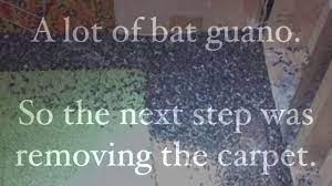 greene county ohio bat removal service