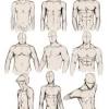 590 male anatomy diagram free vectors on ai, svg, eps or cdr. 1