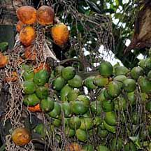 pinang or betel nut palm areca catechu