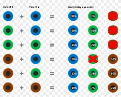 Baby Eye Color Chart According To Genetics What Are Baby