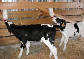 Livestock Cattle Feed Management Animal Husbandry Home