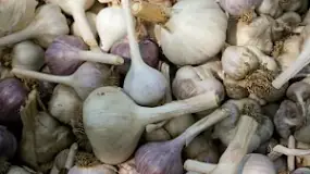 how-do-i-grow-bigger-garlic