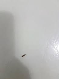 carpet beetle larvae cause allergies