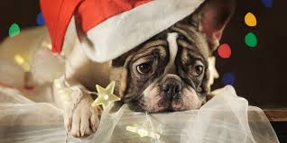The pet loss center specializes in pet cremation, pet burial, & memorialization. Pet Loss During The Holidays Tips For Grieving Pet Parents