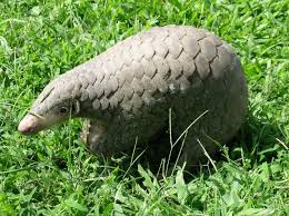 Its scales are actually made up of keratin, which accounts for about 20 percent of its weight. Strengthening Governance For Protected Species The Case Of The Chinese Pangolin And The Sunda Pangolin Fondation Ensemble