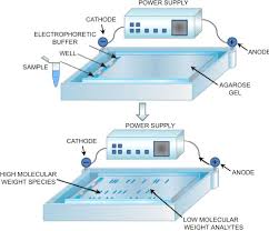 agarose gel electropsis of dna