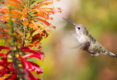 what-is-a-group-of-hummingbirds-called