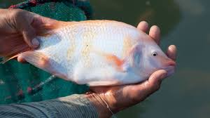 tilapia get in an aquaponics system