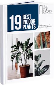Best Plants For Indoor Gardening