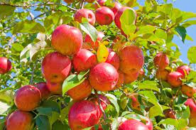 top 10 fastest growing fruit trees you