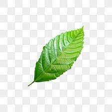 green leaf png vector psd and