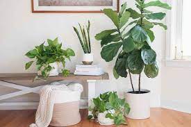 Feng Shui Plants 3 Best Indoor Plants