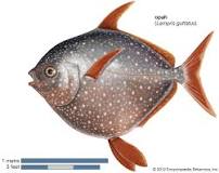 Fish - Classification, Jawless, Cartilaginous & Bony Fishes ...