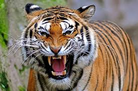 roaring tiger head hd wallpaper