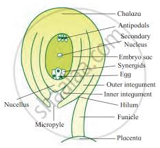 anatropus ovule