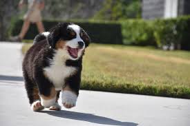 The breeders have registered with akc the sires, and dams and litters listed on akc marketplace. Bernese Mountain Dog Great Pet Care