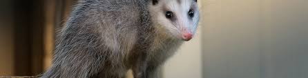 Opossum Removal Rid A Critter