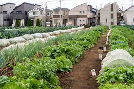 how tokyo s farms have survived for