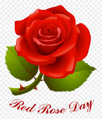 red rose day free transpa png