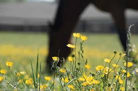 eight plants that are toxic to horses
