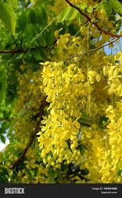 Yellow acacia represents a secret love (lover). Cassia Fistula Tree Image Photo Free Trial Bigstock