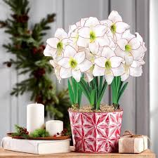 Bulb Holiday Gift Kit