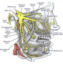 Trigeminal Nerve Anatomy Gross Anatomy Branches Of The