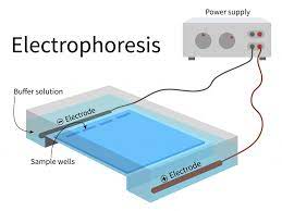 what is gel electropsis how and