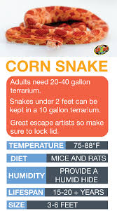 Corn Snake Care Sheet Learn The Basics Of Corn Snake