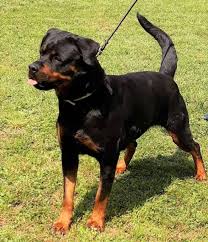 rottweiler tail docking everything you