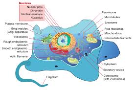 2 2 Prokaryotic And Eukaryotic Cells Biology Libretexts