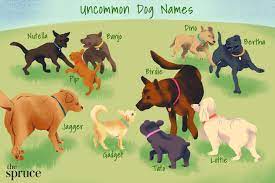 260 unique dog names
