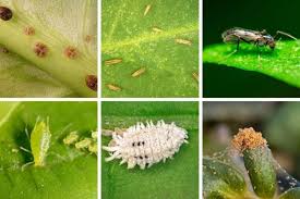 common houseplant pests identify