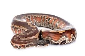 python size comparison just how big do