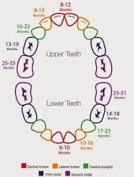 Infant Toddler Teething Chart Google Teething Chart