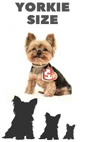 Yorkie Size Small Standard And Big Yorkies Yorkshire
