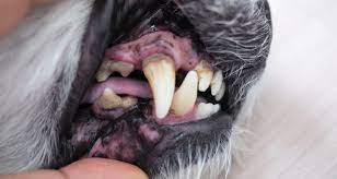 top 3 reasons for mouth sores on dogs