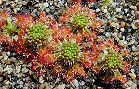 We did not find results for: Growing Pygmy Drosera Icps