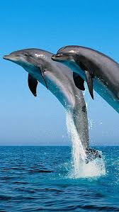 live dolphin hd wallpapers pxfuel