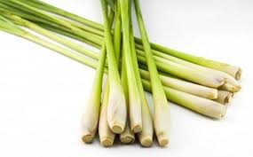 Hasil gambar untuk serai