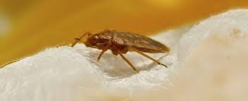 bed bugs control melbourne bed bug