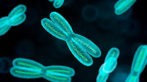 chromosomes facts about our genetic