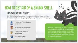 skunks and their smell if spra