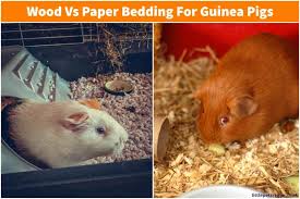 Wood Or Paper Bedding For Guinea Pigs