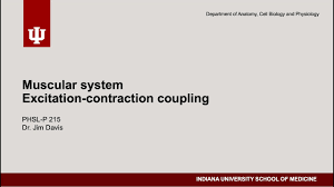 excitation contraction coupling basic