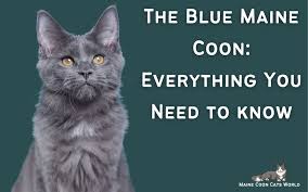 blue maine cats
