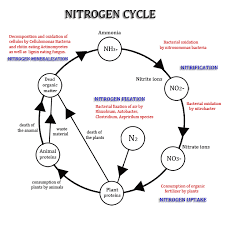 Nitrogen Cycle Nitrogen Cycle Diagram Original Animated
