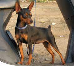 Порода собаки мини доберман - 79 фото