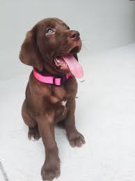 Check spelling or type a new query. Chocolate Lab With Blue Eyes My Neighbor S New Puppy Is Adorable Aww