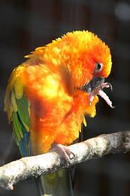 parrot bird royalty free photo